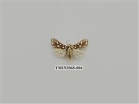 藏品(夜蛾829)的圖片